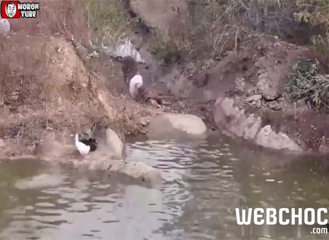 Video :A deer attacks a YouTuber (informed public)